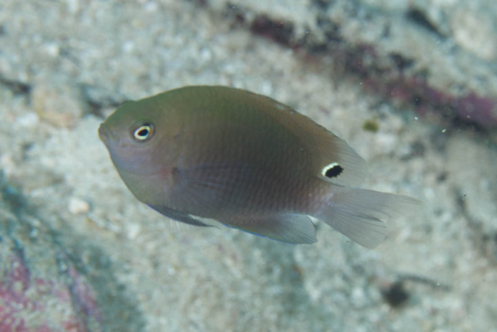 Half-Ocellus Damsel
