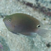 Obscure Damsel - Photo (c) Mark Rosenstein, some rights reserved (CC BY-NC), uploaded by Mark Rosenstein