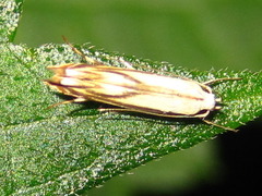 Polyhymno pontifera
