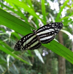 Pseudoneptis bugandensis