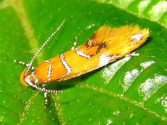 Promalactis odaiensis