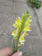 Linaria vulgaris