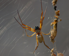 Trichonephila edulis
