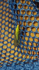 Chrysoperla mediterranea