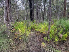 Caustis blakei macrantha