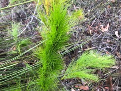 Caustis blakei macrantha