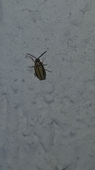 Xanthogaleruca luteola