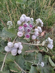 Arctium tomentosum