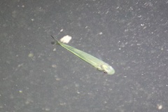 Atherinomorus stipes