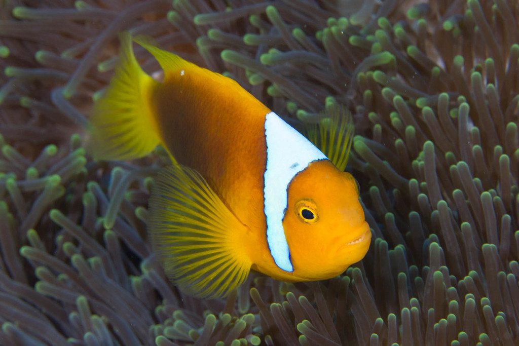 Whitebonnet Anemonefish