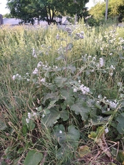 Arctium tomentosum