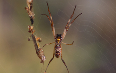 Trichonephila edulis