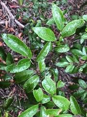 Petalostigma pachyphyllum