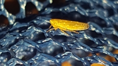 Cicadellidae