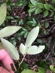 Petalostigma pachyphyllum