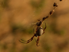 Trichonephila edulis