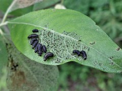 Gonioctena viminalis
