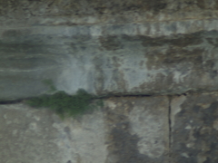 Asplenium ruta-muraria