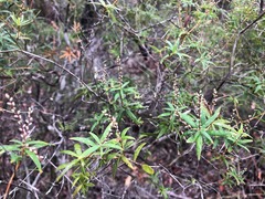 Leucopogon pimeleoides
