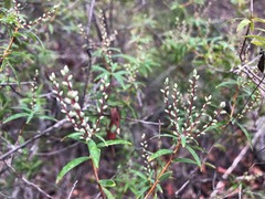 Leucopogon pimeleoides