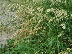Bromus inermis