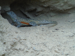 Sceloporus gadoviae