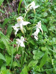 Platanthera chlorantha