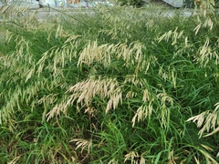 Bromus inermis