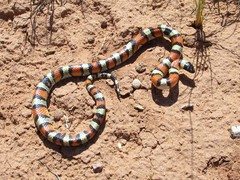 Lampropeltis gentilis