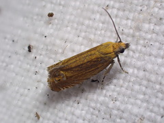 Lathronympha strigana
