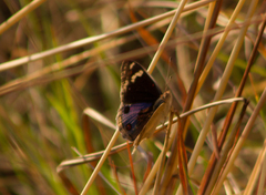Junonia orithya