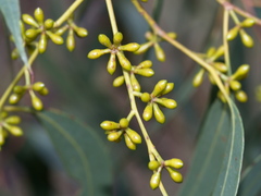 Eucalyptus aromaphloia