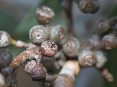 Eucalyptus aromaphloia