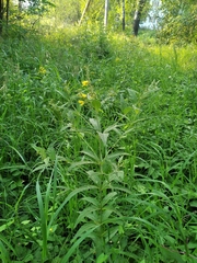 Lysimachia vulgaris