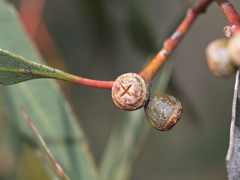 Eucalyptus aromaphloia