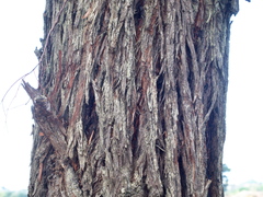 Eucalyptus aromaphloia