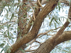 Eucalyptus aromaphloia