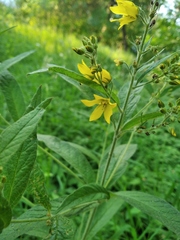 Lysimachia vulgaris