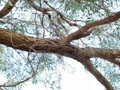Eucalyptus aromaphloia