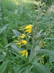 Lysimachia vulgaris