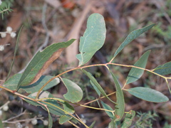 Eucalyptus aromaphloia