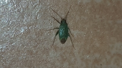 Miridae