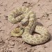Hopi Rattlesnake - Photo (c) Andy Bridges, some rights reserved (CC BY-NC), uploaded by Andy Bridges