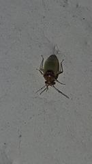 Miridae