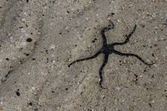 Ophioderma panamense