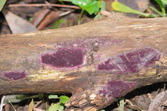 Ceriporia purpurea