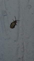 Xanthogaleruca luteola