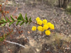 Acacia leichhardtii
