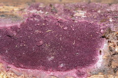 Ceriporia purpurea