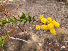 Acacia leichhardtii